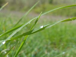 green grass with drops of water