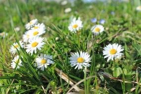 white daisies on the green grass