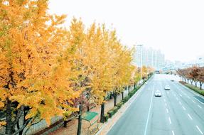 autumn landscape with trees and a road