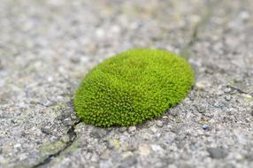 round green moss on the stone