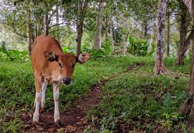 Cute and beautiful, brown and white cow, among the green plants, in Bali, Indonesia