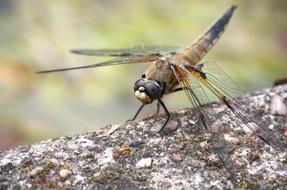 Dragonfly Insect Close Up photo
