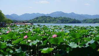 green foliage with flowers and a lake