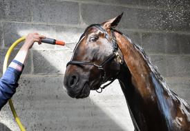 hosing a horse