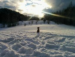 dog in the snow in the bright sun in the mountains