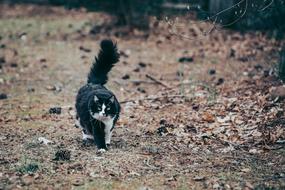 black and white Cat at Nature