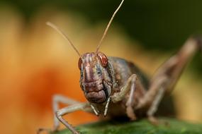 brown Grasshopper macro photo