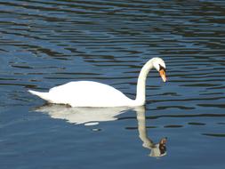 reflection of a swan in the water