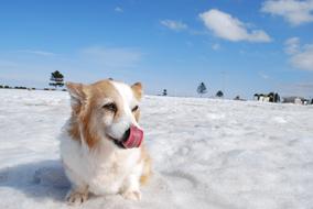 Cute and beautiful, brown and white Corgi dog, with the tongue out, on the beautiful, snowy landscape with the trees, in the winter