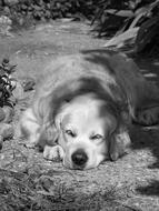 Dog Golden Retriever black and white