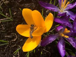 orange Crocus Bee Spring