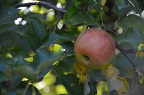 Juicy apple on a tree