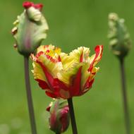 tulips are closed flowers