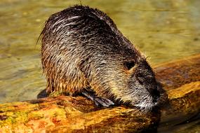 fur Nutria Water Rat