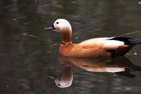 brown goose swims on the pond