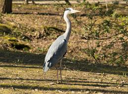 Heron, Grey Bird