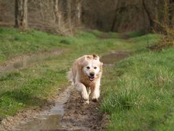 A running dog on the road