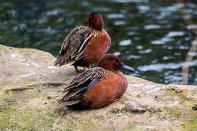 two red Ducks on stones at Water