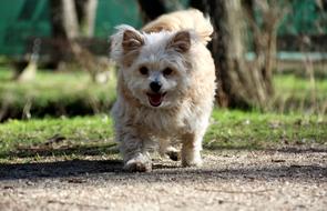 Beautiful and cute, colorful and happy, fluffy dog, near the trees