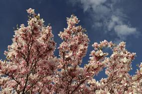 beautiful spring magnolia in bloom