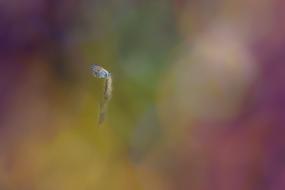 Close-up of the colorful and beautiful butterfly, on the plant, at colorful, blurred background