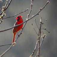 Cardinal Bird Red grey background