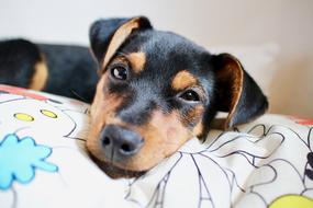 Portrait of the cute and beautiful, black and brown puppy, laying on the colorful bed