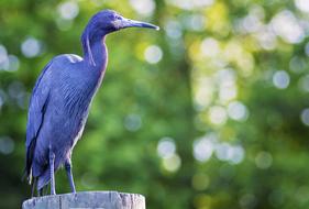 Bird Blue Tropical green garden