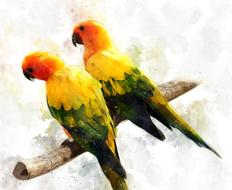 parakeet parrot birds tropical drawing