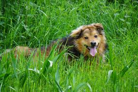 purebred dog in tall green grass