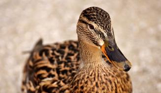 Portrait of the beautiful, colorful and cute mallard duck