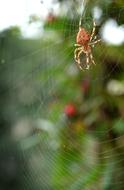 Spider Network