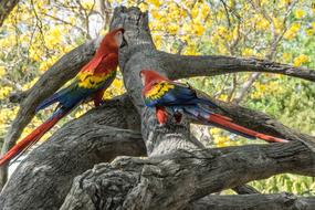 two colorful parrots on a tree in the jungle