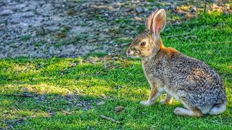 Hare Rabbit Bunny green grass