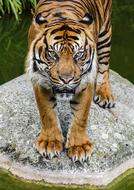 Tiger on stone among water