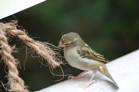 female Sparrow Bird and rope