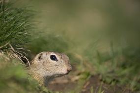 Cute, colorful and beautiful gopher, among the green grass