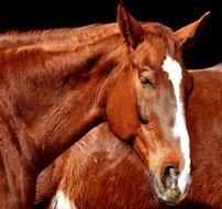 Beautiful and cute, brown and white horses