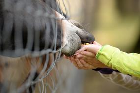 feeding donkey with hands in blurred background