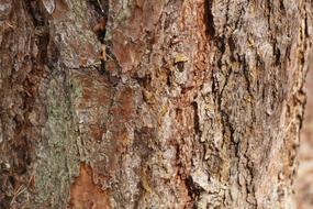 Tree Bark as background