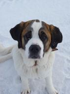 incredibly charming Dog white