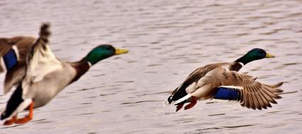 two Mallards drakes in Flight