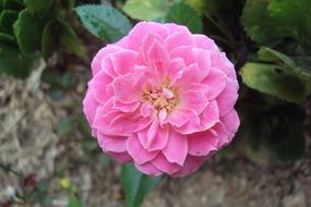 Flower Rosa