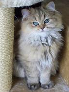 photo of a persian kitten with blue eyes
