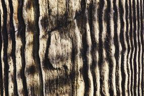 macro photo of old wood texture