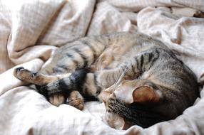 Cat Pet Sleeping relax