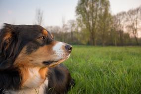 Relaxed Dog green grass