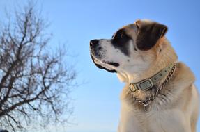 Beautiful, colorful and cute dog with the collar near the trees at blue sky background