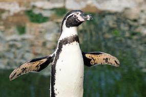 Beautiful, colorful and cute penguin with the open wings, in Sababurg Castle, Germany