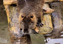 fur Nutria Water